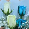 ammsare55688