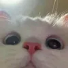 applechipz0