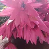 bloodle389