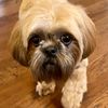 boudreaux_the_shih_tzu