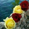 dareen9995