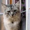 catiohouse