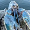 crustacean_cretin