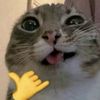 dolfinpharts66