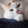 flohkathie