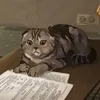 nniapp