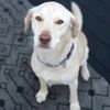 cp_pawsitivevibes