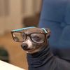 the_doubtful_dog