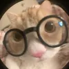 ilovecatsbecoztheycute