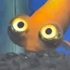 cocoboa_6