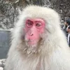 snowmonkey21