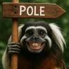 pole_mico