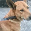 catihon1