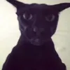 jojolapotato