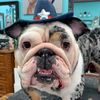 kashenglishbulldog
