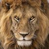 King Leo