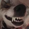 hamzafrnocap