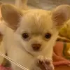 tanoihirokazu1