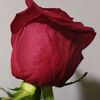 esger_demir_xtd6