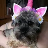 _inacorn