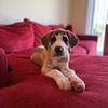 oakley_the_great_1
