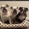 nybulldogsisters