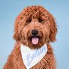 minidoodlebentley