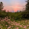 honey_____20253a