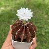 sawana456