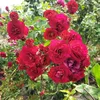 username19970729