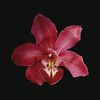 yvette.vm