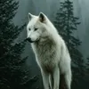 black_alfa_wolf