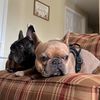 dogo_mom_o