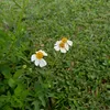 apotchiwan99