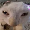 xocopinh