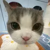 rhea_51q