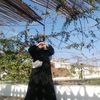 f.amel2