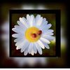 meryembalaban23
