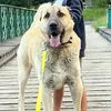 ÖZTÜRK KANGAL