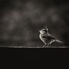 flatland_birding