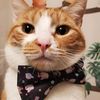 bowtiecat