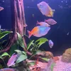 chillfin_