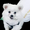 tiktoklive337