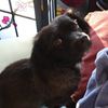 alicho_111