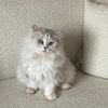 bushra_526