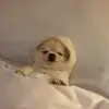 thugsbunny91