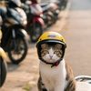 Drama | Meong