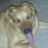 checho.ss