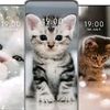imut260