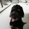 robin_o_